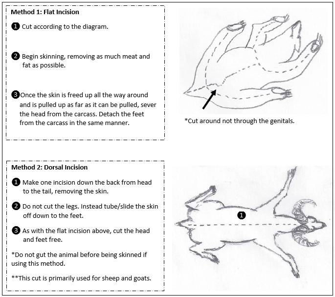 skinning-for-life-size-mounts-large-game