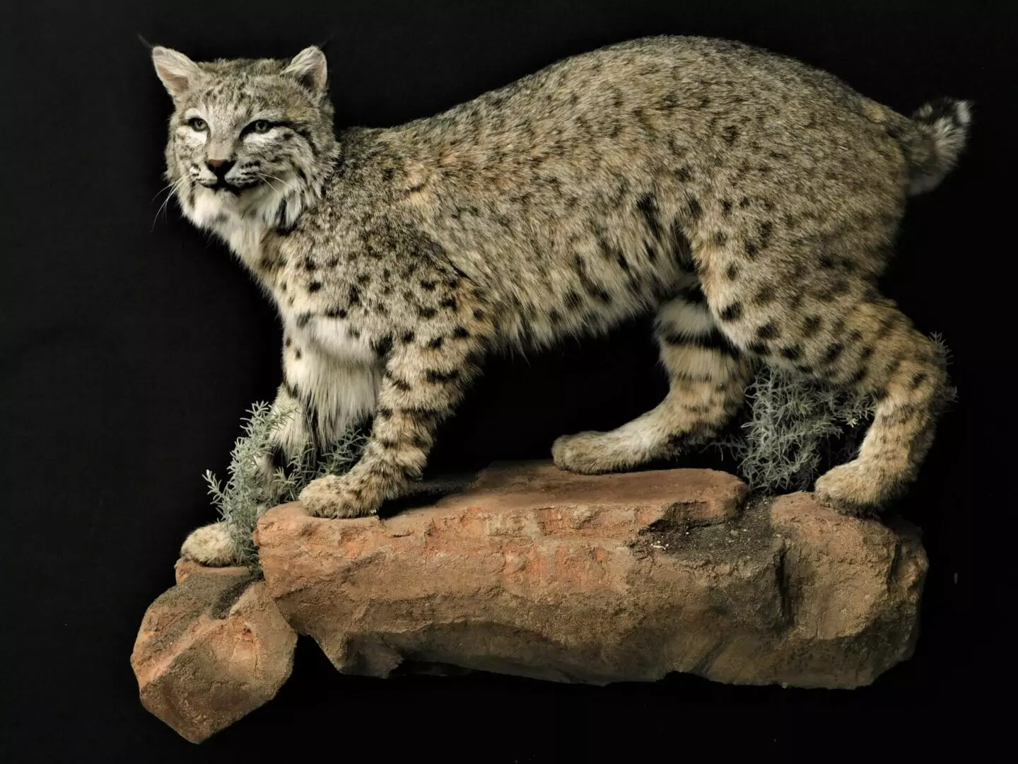 a bobcat standing on a rock