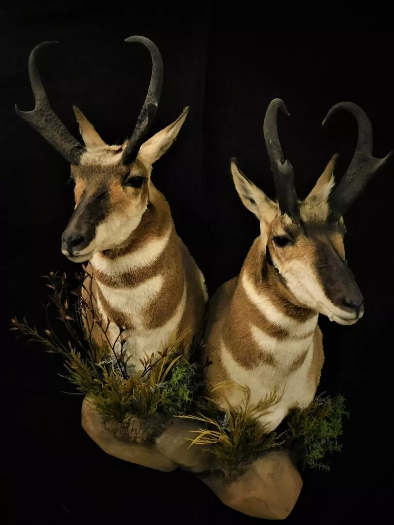 two pronghorn antelopes
