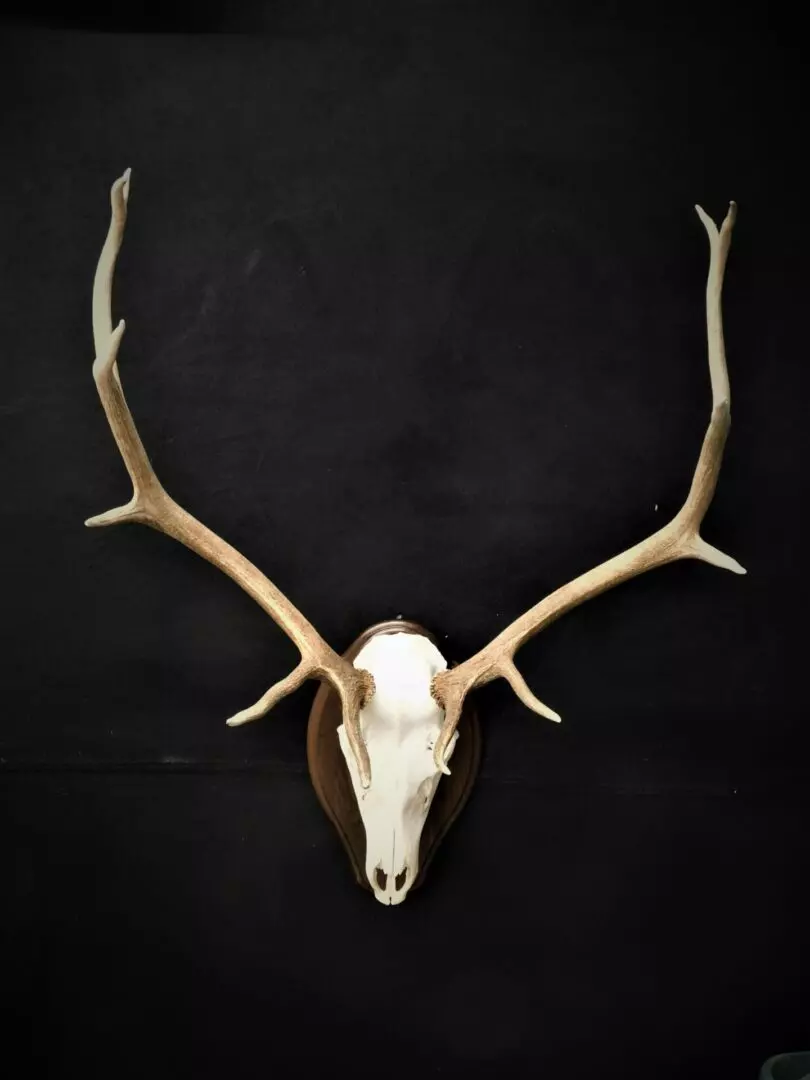 a deer skull mount