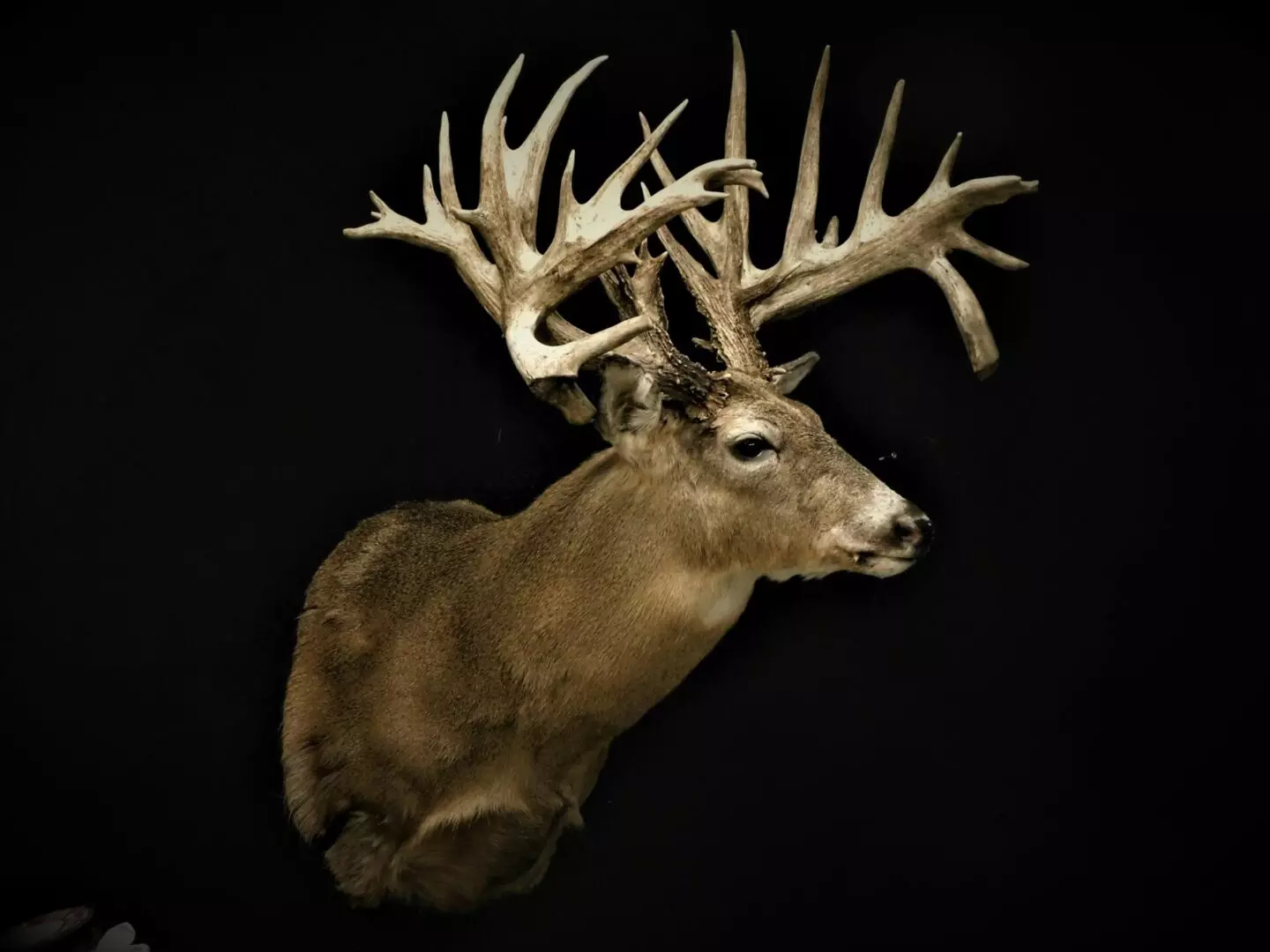 a deer mount