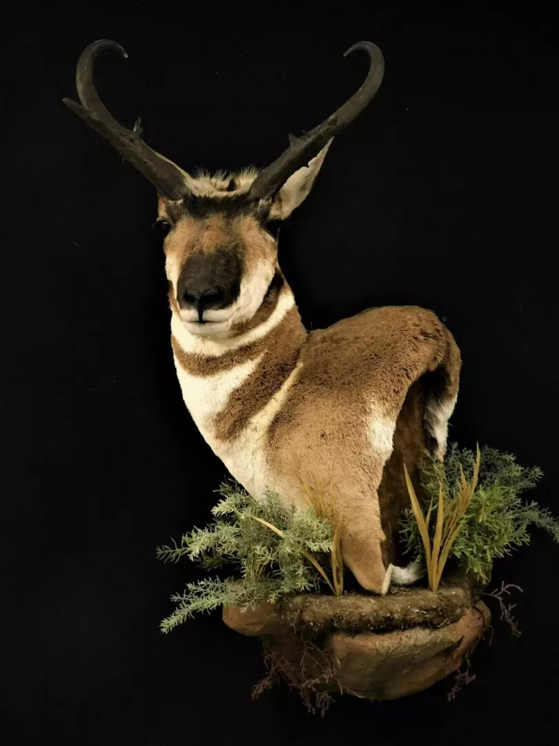 a pronghorn mount on a rock with leaves