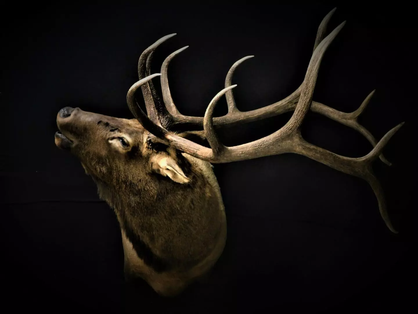 a deer mount with the head turning to the side