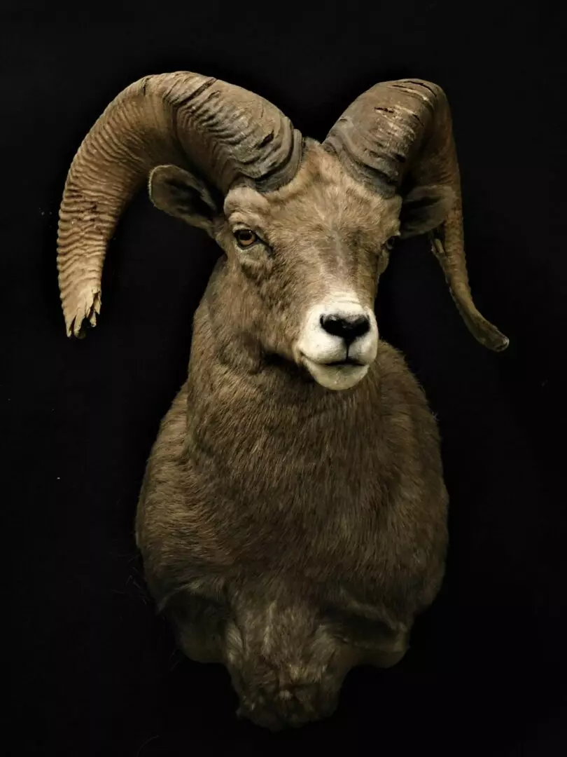 a bighorn sheep mount