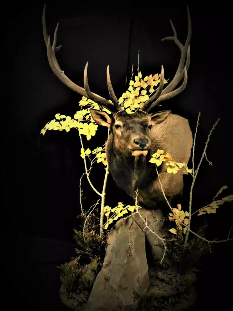 a deer mount with rocks and plants