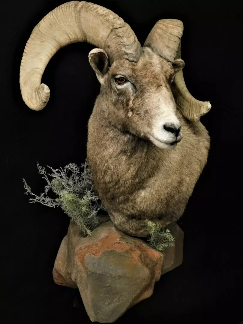 a goat mount