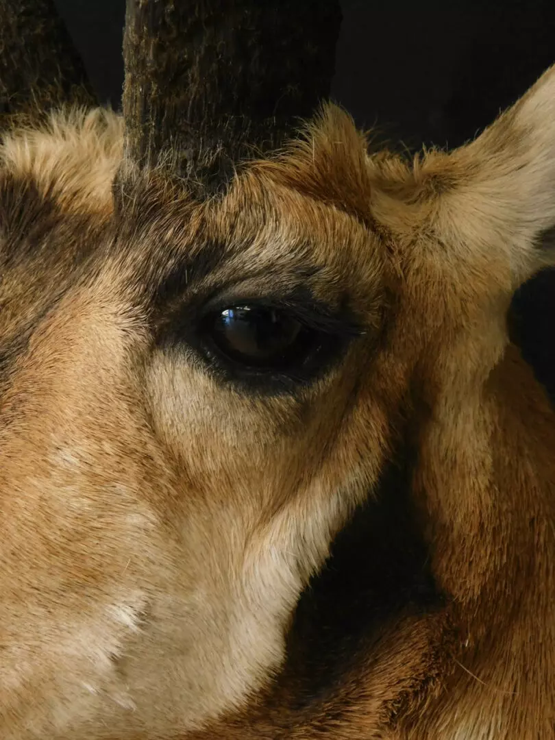 a close up on the eye of a goat