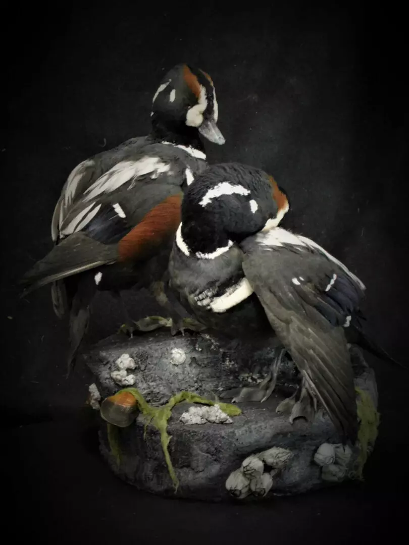 two ducks with black, white, and brown feathers