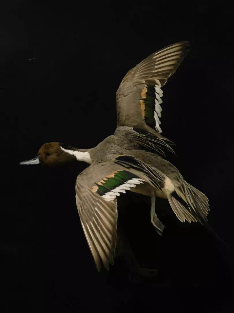 a duck with brown, white, and green feathers and its wings spread out