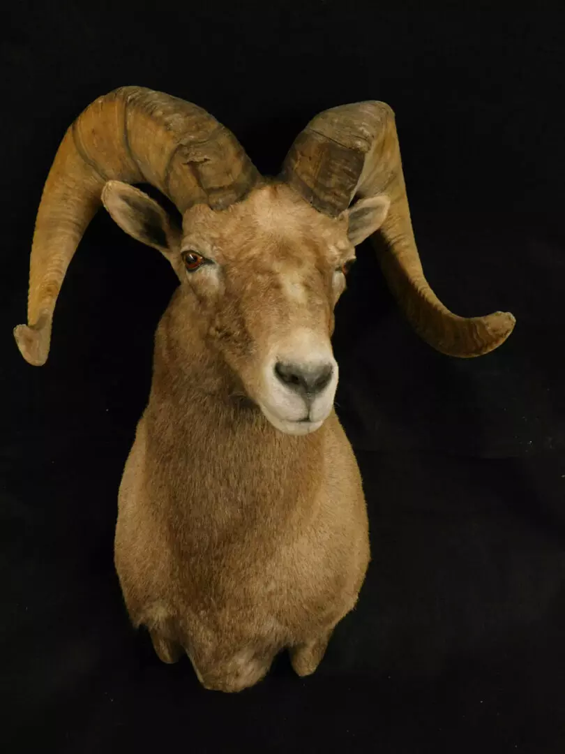 a goat mount 3