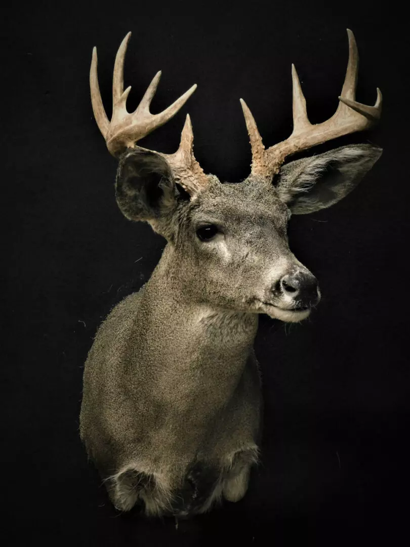 a deer mount 2