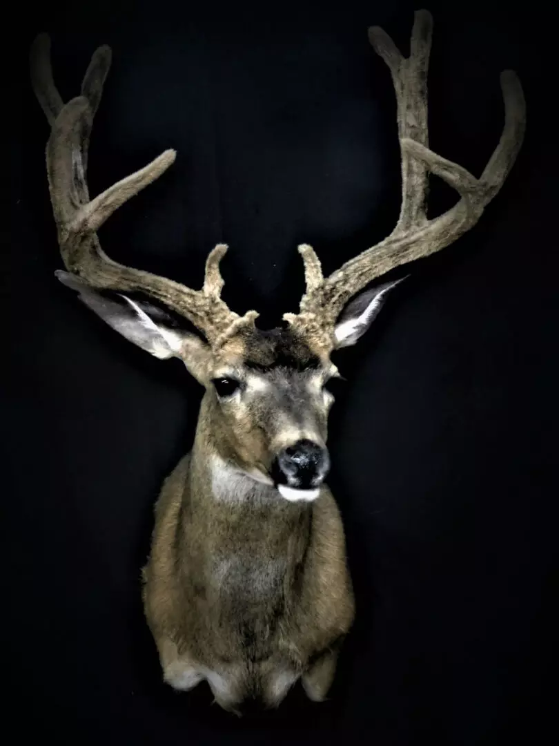 a deer mount 3