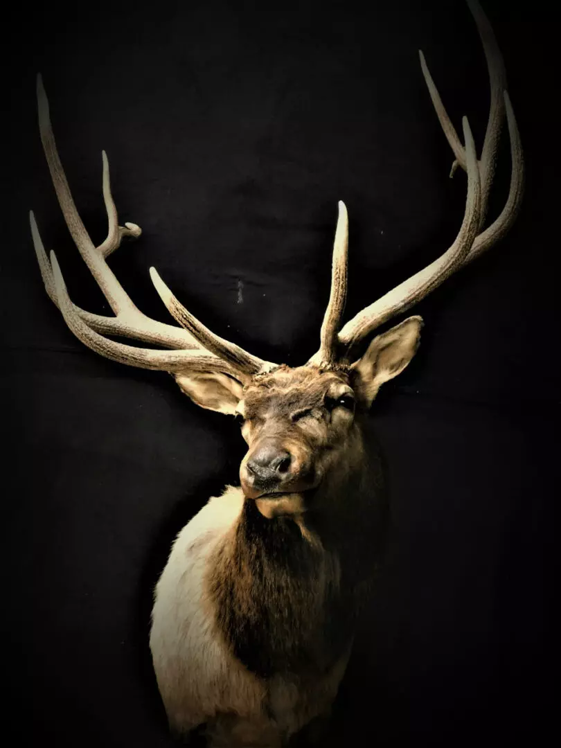 a deer mount 6