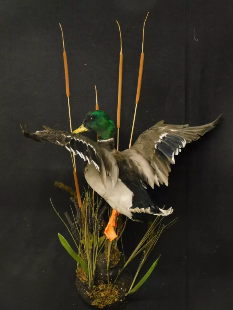 a duck with green feathers on its head