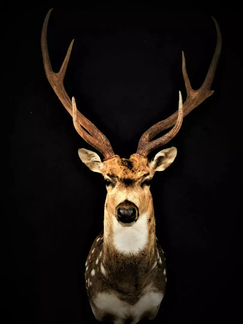 a deer mount 8
