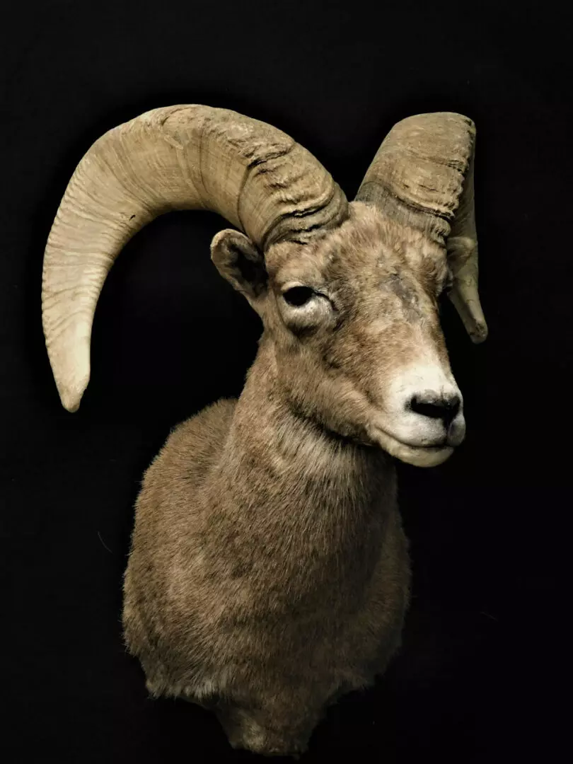 a goat mount 6