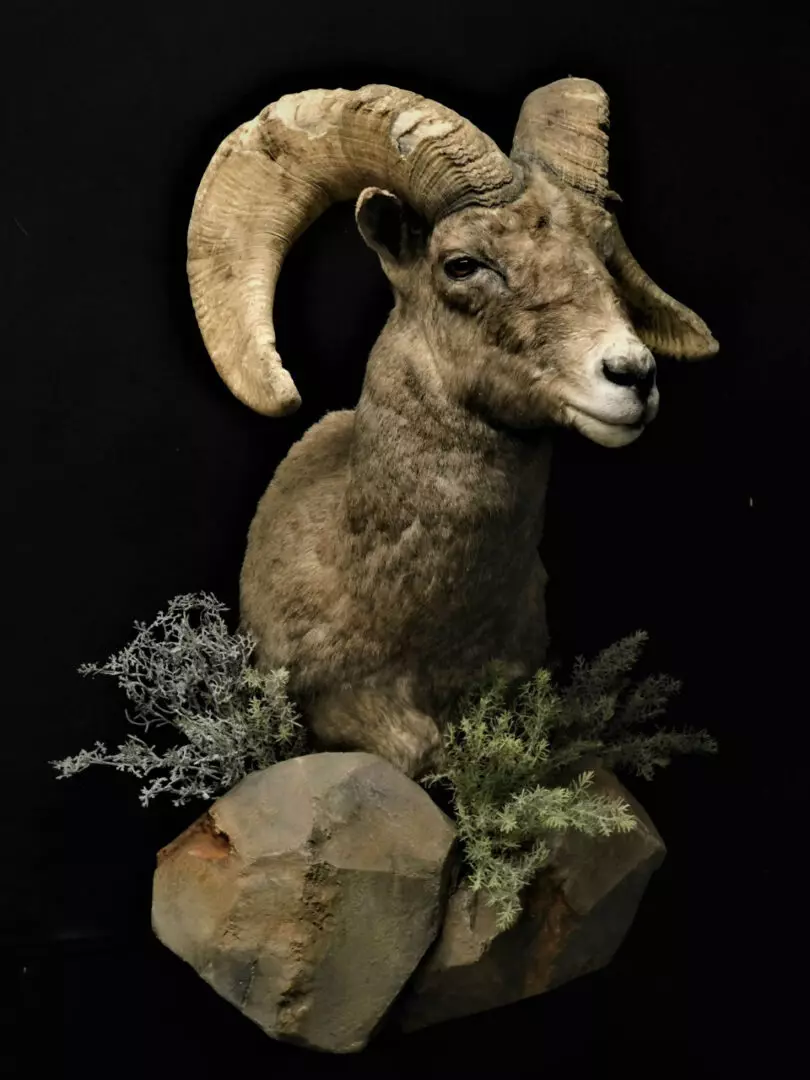a goat mount on rocks with plants